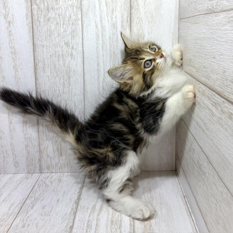 サイベリアンの写真4