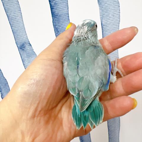マメルリハ インコ  ブルーパイドの写真6