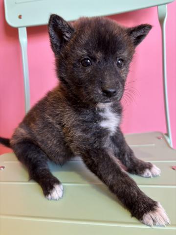 MIX甲斐犬×柴犬872の写真4