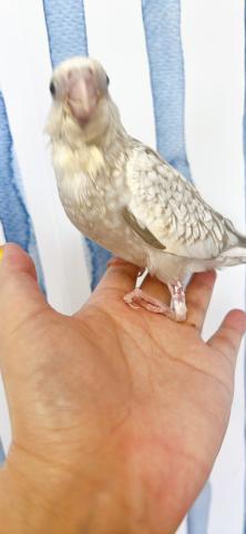 オカメインコ ホワイトフェイス パールの写真2