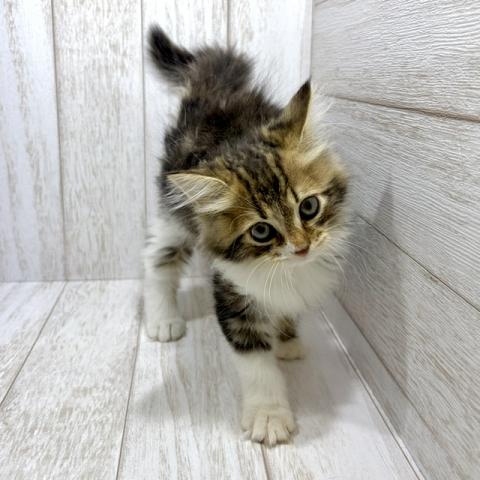 サイベリアンの写真5