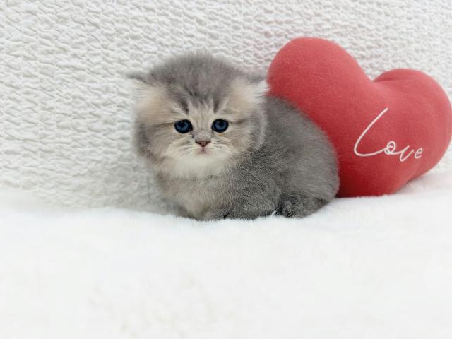 マンチカンの写真5