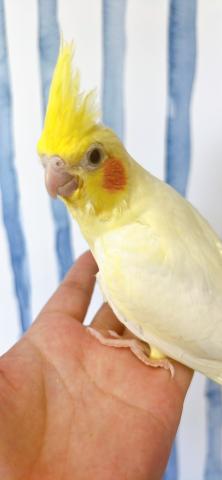オカメインコ 　　ルチノーの写真3