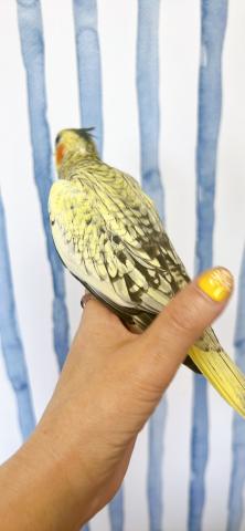 オカメインコ 　　パールの写真4