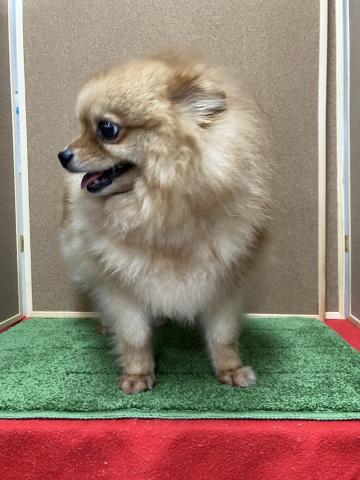 ポメラニアンの写真3