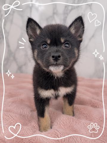 柴犬