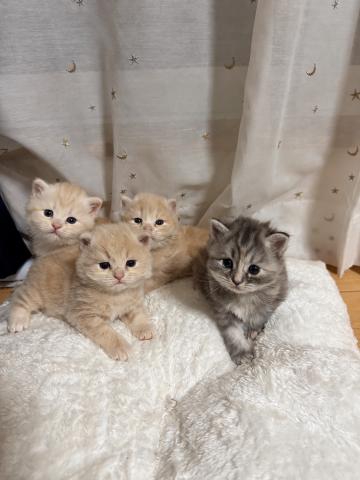 サイベリアンの写真4
