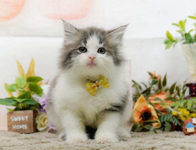 ノルウェージャンフォレストキャットの写真2