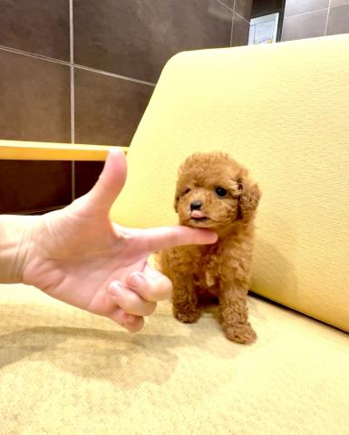 トイプードルティーカッププードルの写真6