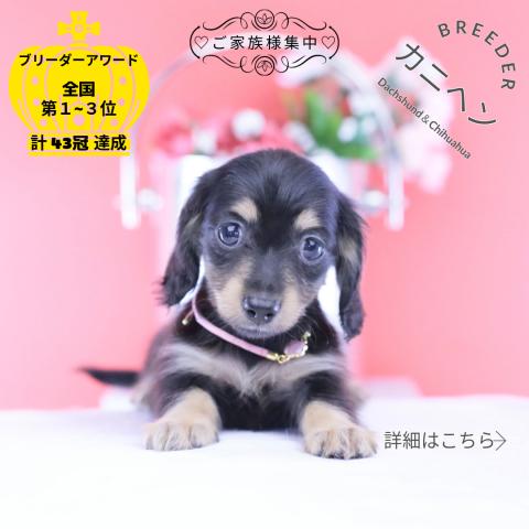 カニヘンダックスフンド ロング