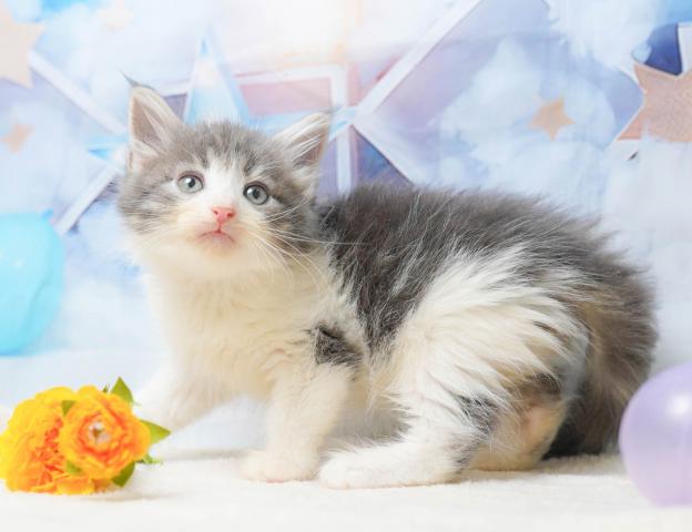 ノルウェージャンフォレストキャットの写真2