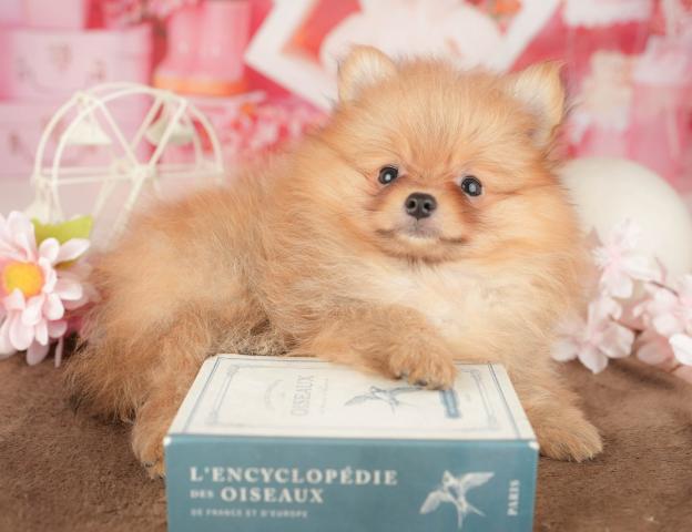 ポメラニアンの写真2