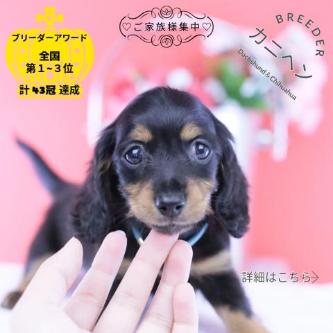 カニヘンダックスフンド　ロング