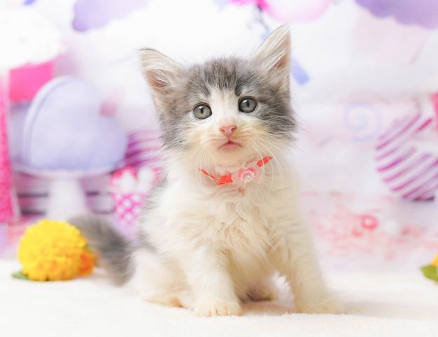 ノルウェージャンフォレストキャットの写真6