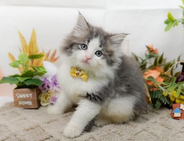 ノルウェージャンフォレストキャットの写真4