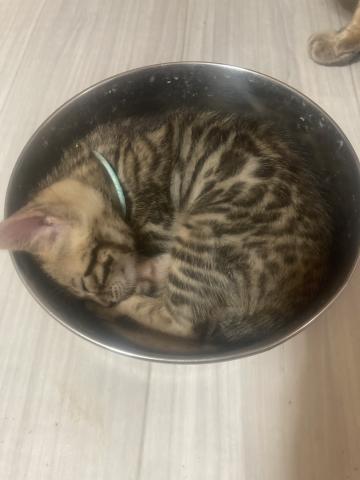 ベンガルの写真5