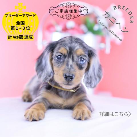 カニヘンダックスフンド　ロング