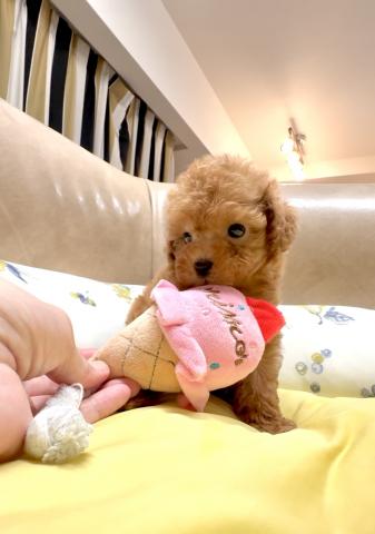 トイプードルティーカッププードルの写真3