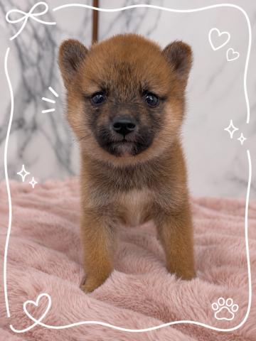柴犬