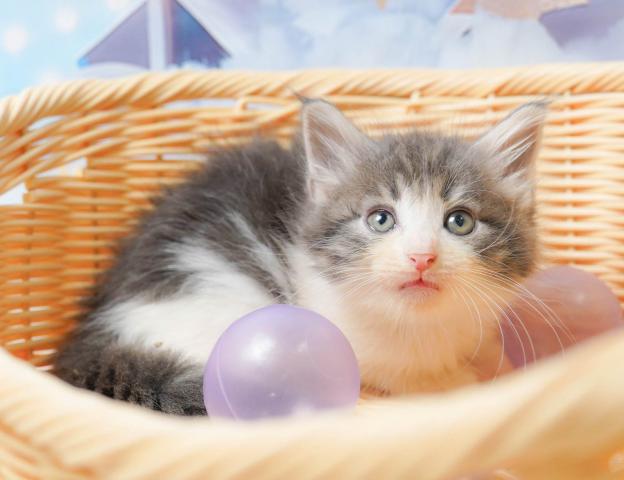 ノルウェージャンフォレストキャットの写真3