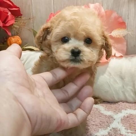 ティーカッププードル