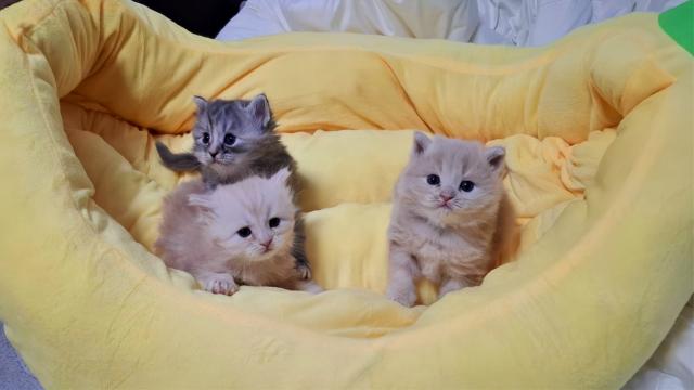 サイベリアンの写真4