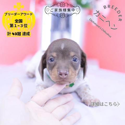 カニヘンダックスフンド スムース