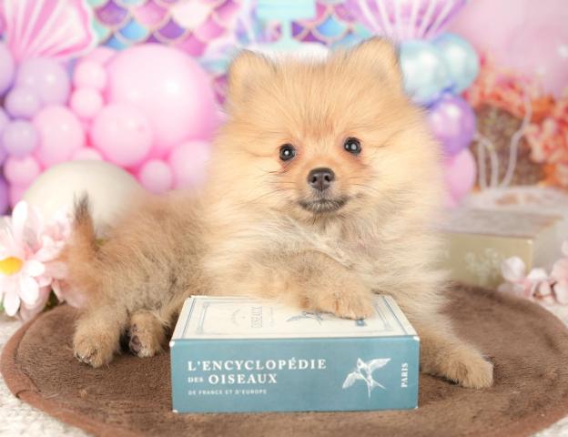 ポメラニアンの写真6