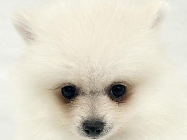 ポメラニアン