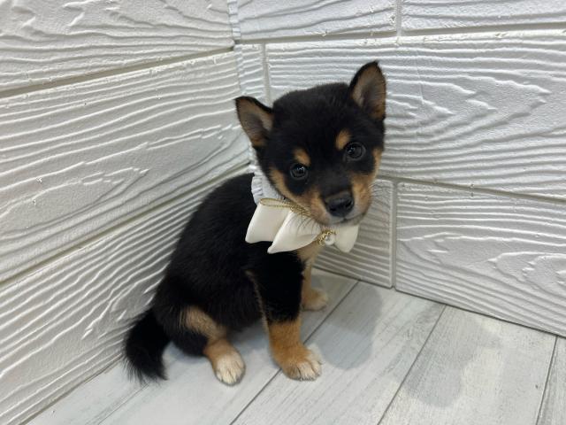 豆柴の写真3