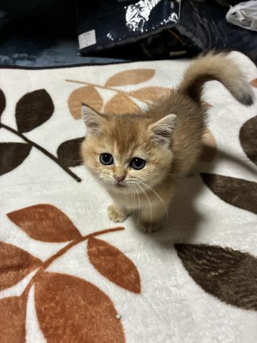 ブリティッシュショートヘア