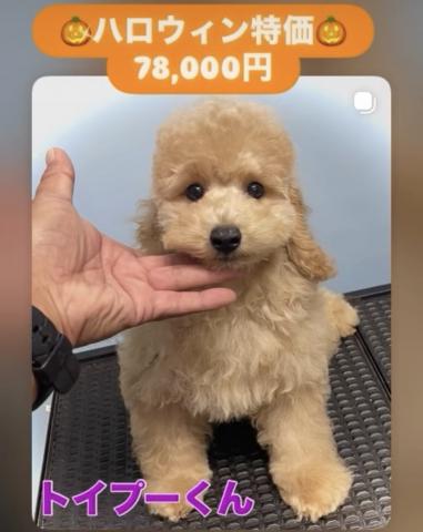トイプードル【ハロウィンSALE開催中】定番人気のトイプードルくん💕おトイレを覚えた賢い子💕お問い合わせ8件入ってます✨