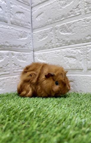 アビシニアン