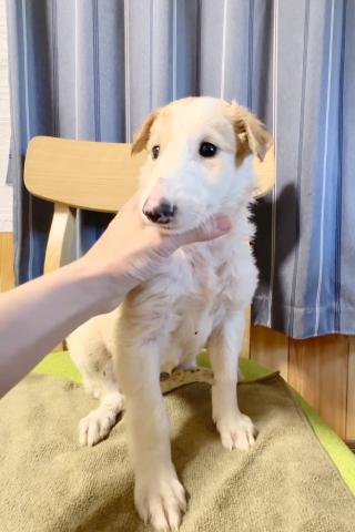 ボルゾイの写真3