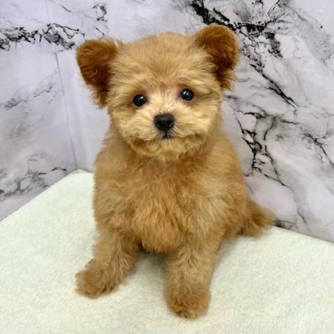 トイプードル【動画あり】片耳だけちょこんと垂れているお耳が可愛らしい男の子