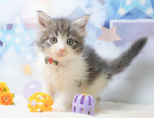 ノルウェージャンフォレストキャットの写真5