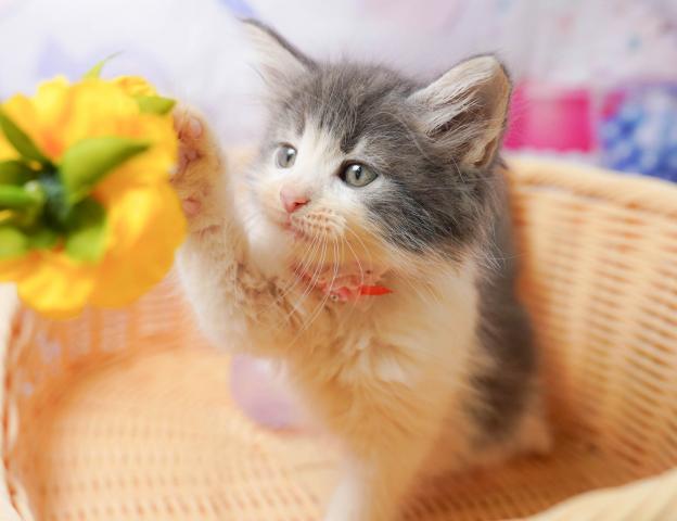 ノルウェージャンフォレストキャットの写真2