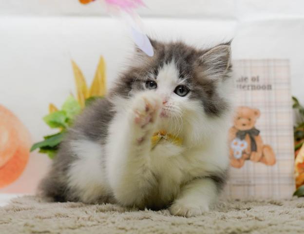 ノルウェージャンフォレストキャットの写真6