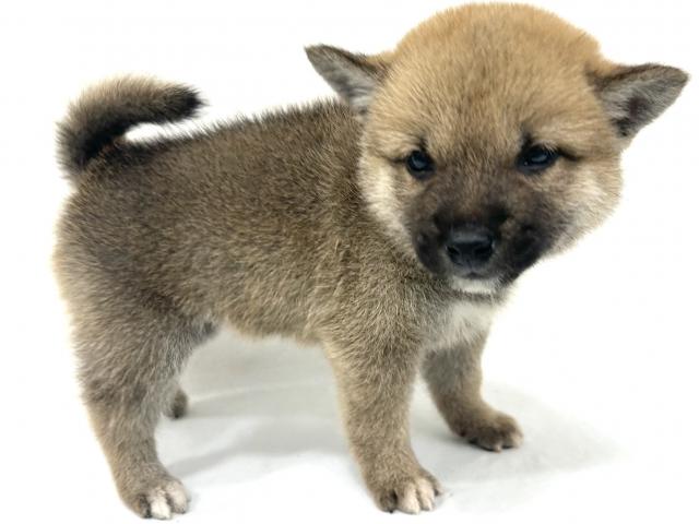 柴犬の写真3