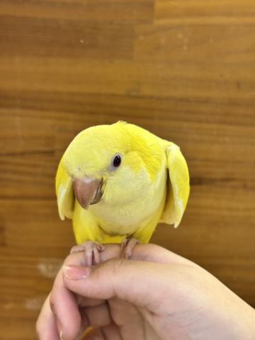 オキナインコ