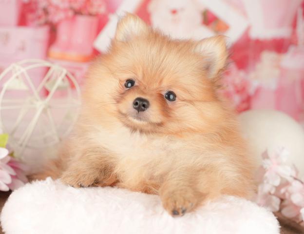 ポメラニアンの写真5