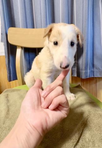 ボルゾイの写真4