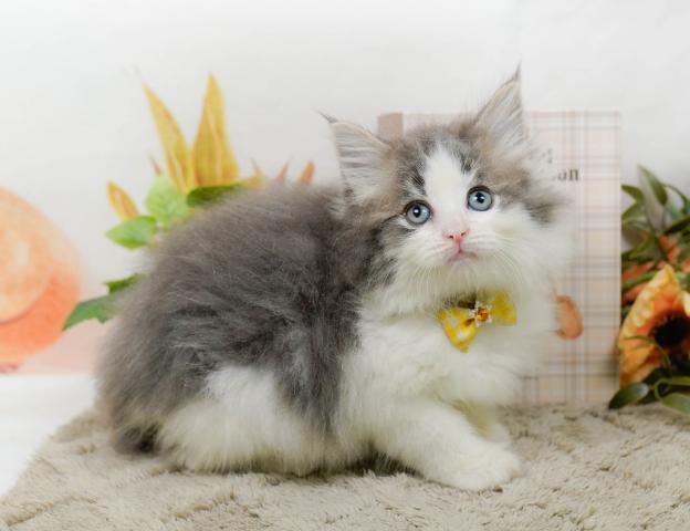 ノルウェージャンフォレストキャットの写真5