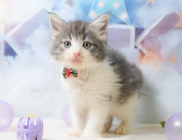 ノルウェージャンフォレストキャットの写真4