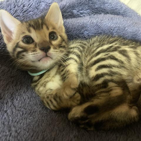 ベンガルの写真2