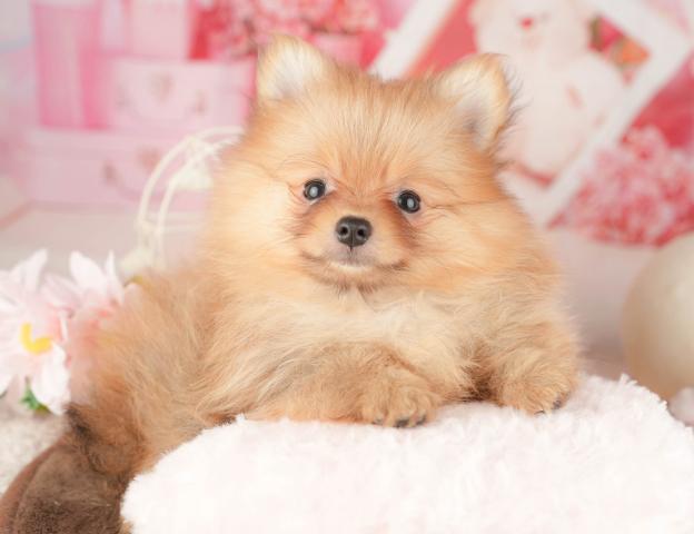 ポメラニアンの写真6