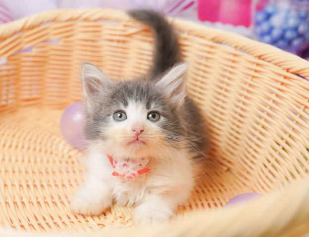 ノルウェージャンフォレストキャットの写真4