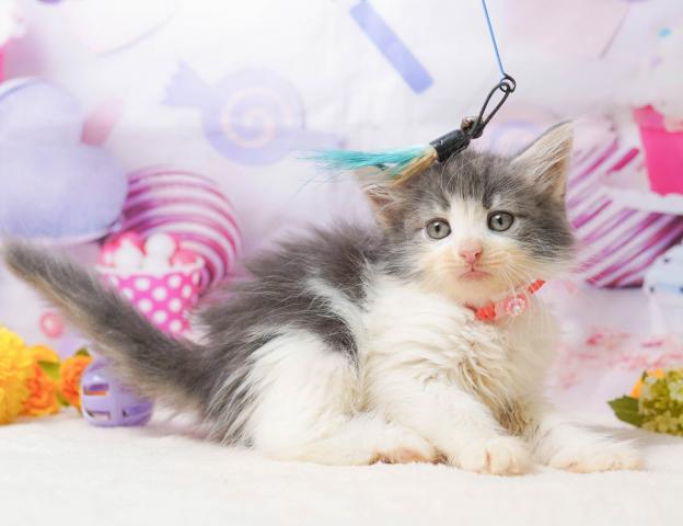 ノルウェージャンフォレストキャットの写真3