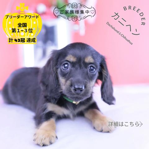 カニヘンダックスフンド ロング