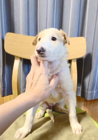 ボルゾイの写真5